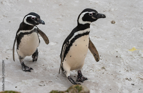 Magellanic Penguin Couple at Falkland Islands