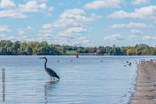 Great blue heron standing in calm blue water of lake near beach with flock of sea gulls © Melissa
