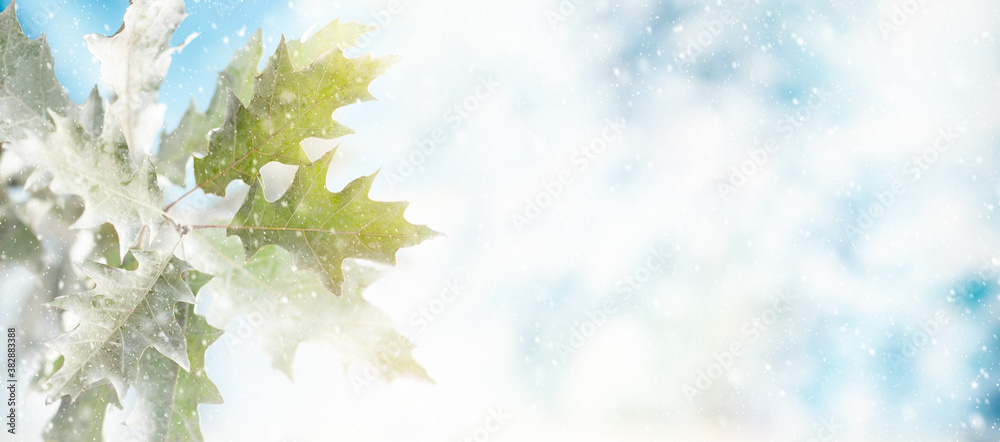 Winter background with snowy oak leaves and natural winter bokeh. Snow nature landscape with copy space for text - obrazy, fototapety, plakaty 