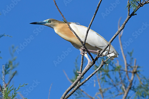 Rallenreiher (Ardeola ralloides) - Squacco heron