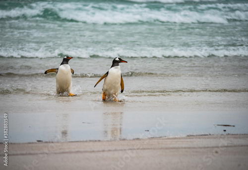 Gentoo Penguins at Falkland Islands