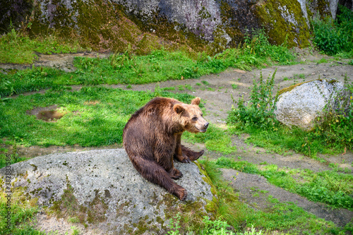 A wild bear in a sunny day is sitting on a big rock in Europe and roaming around the Jungle in a Sweden zoo