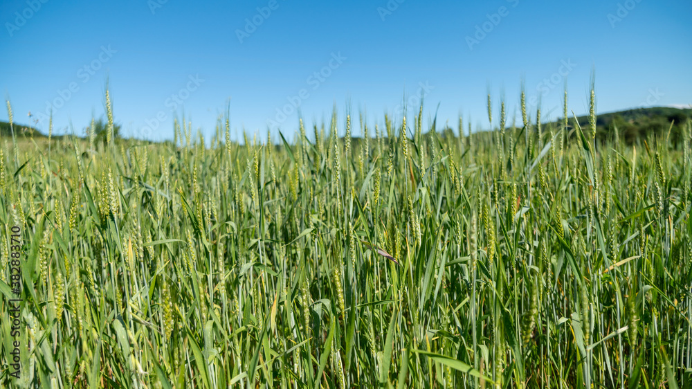 Cereal field, wheat, rye, still green, early spring Cereal field, wheat, rye, still green, early spring