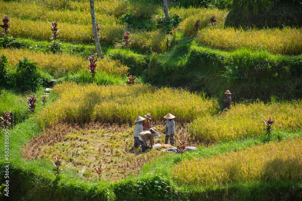 Obraz premium A wide range of paddy field and farmers working to grow rice with greenery in countryside with beautiful scenic view