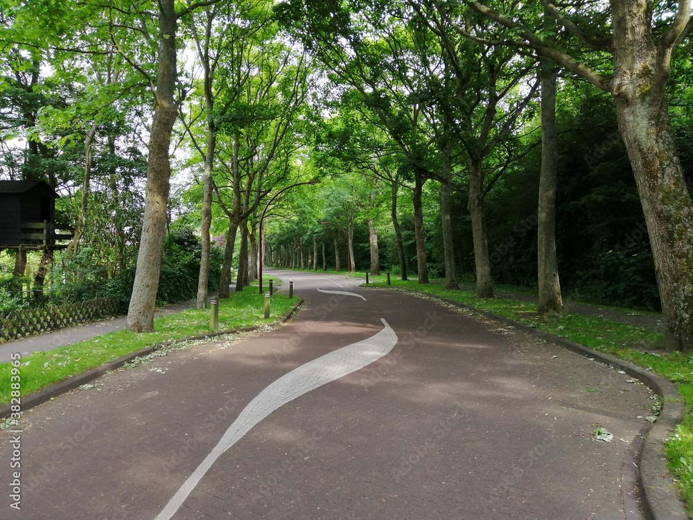 curved road with trees