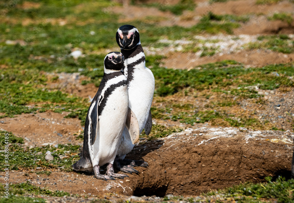 Naklejka premium Magellanic Penguin Colony at Magdalena Island, Chile