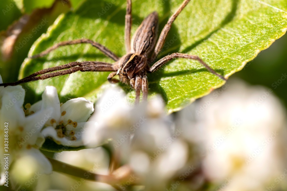 A macro portrait of a wolf spider sitting on a leaf of a bush. The spiders paws are spread across the entire leaf. It is also called a pardosa pullata and is from the lycosidae family. A macro portrait of a wolf spider sitting on a leaf of a bush. The spiders paws are spread across the entire leaf. It is also called a pardosa pullata and is from the lycosidae family.