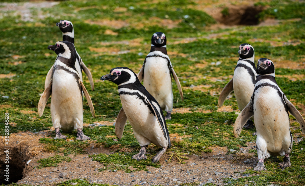 Obraz premium Magellanic Penguin Colony at Magdalena Island, Chile
