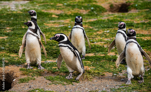 Magellanic Penguin Colony at Magdalena Island, Chile