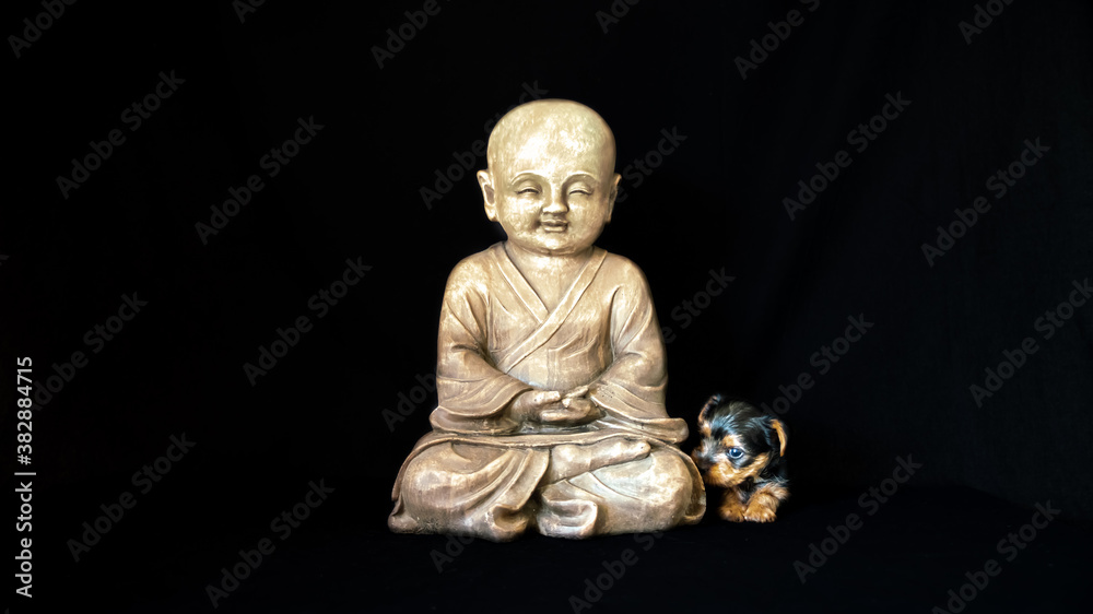 Cute little Yorkshire terrier puppy, black and tan color, near a child buddha statue, on black background Cute little Yorkshire terrier puppy, black and tan color, near a child buddha statue, on black background