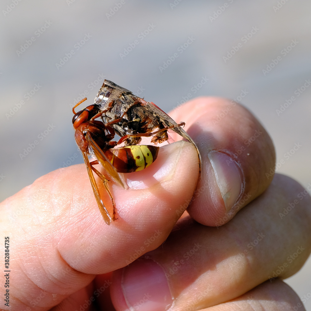 Obraz premium A bee eats a grasshopper on a man's hand.