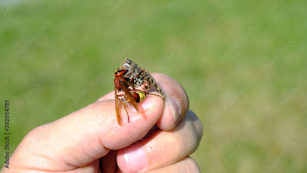 A bee eats a grasshopper on a man's hand.