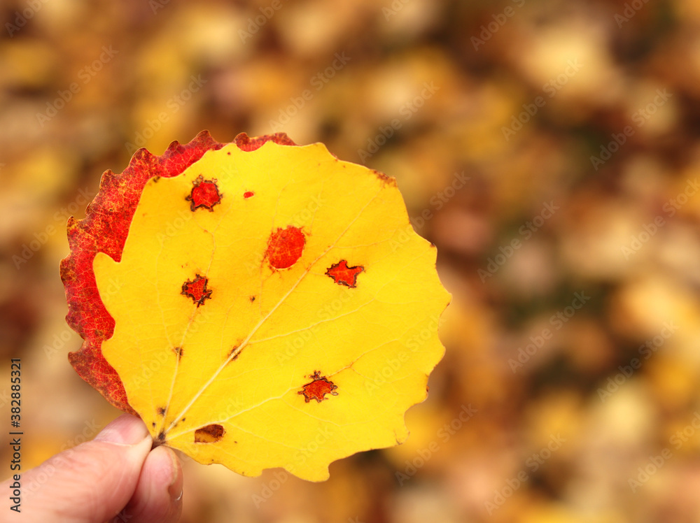 Autumn background. Bright yellow and red autumn leaf with holes and damage. Close-up, free space. The concept of seasons