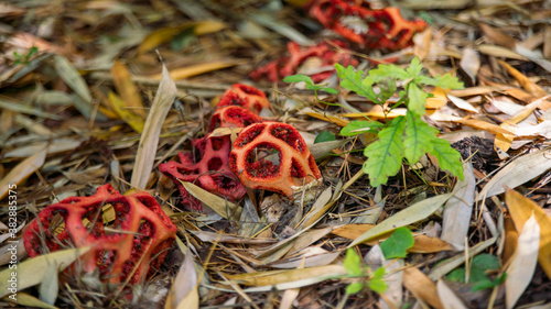 Red mushroom in the shape of a wire mesh