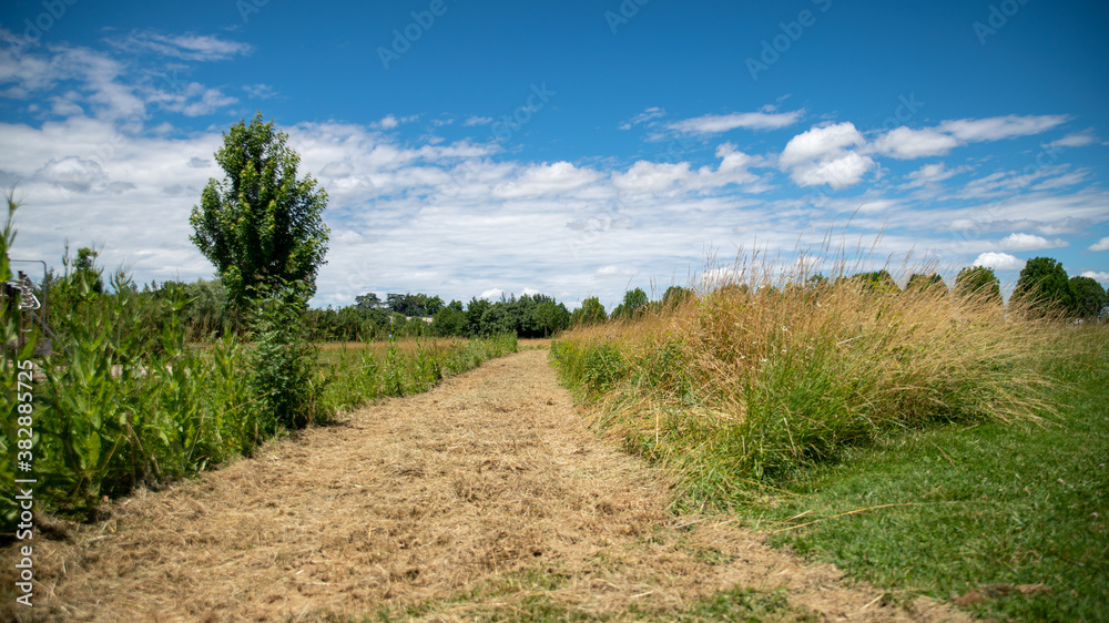 
Mowing path among plants, large trees alley in the background, blue sky, white clouds, sunny