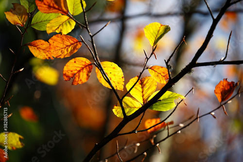 Colorful foliage in the autumn forest. Autumn leaves sky background. Autumn trees leaves in beautiful color.
