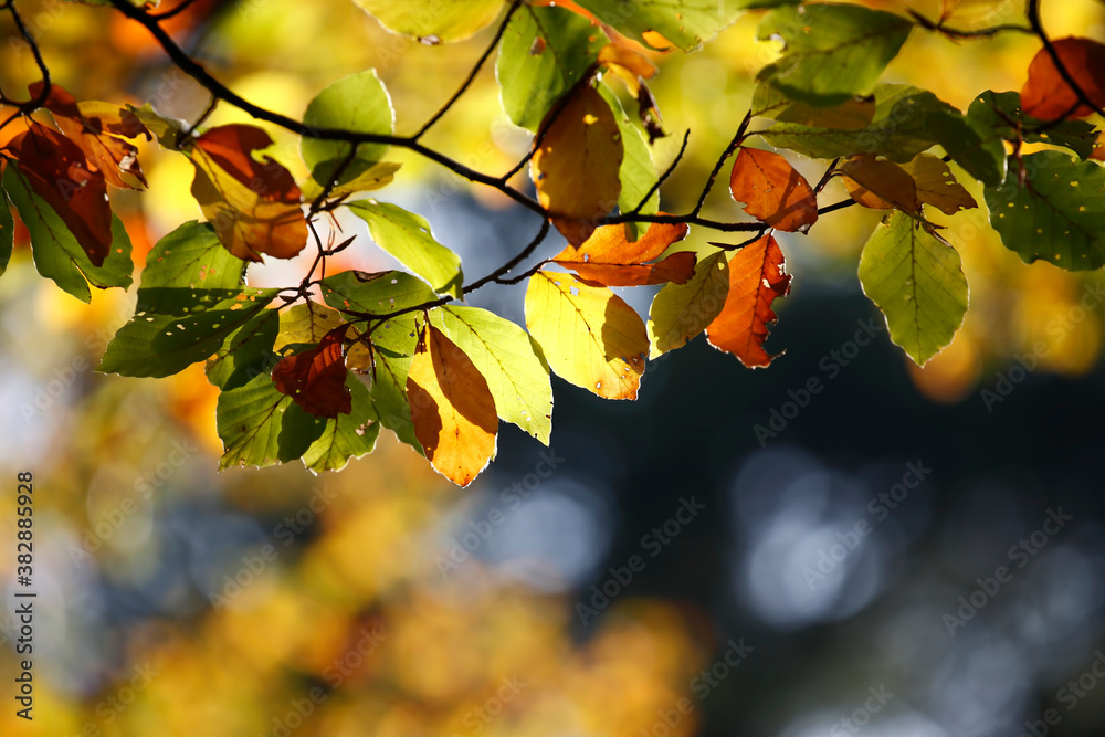 Fototapeta premium Colorful foliage in the autumn forest. Autumn leaves sky background. Autumn trees leaves in beautiful color.