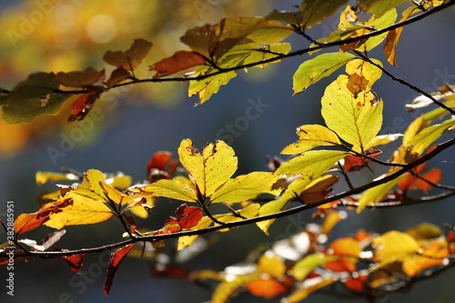 Colorful foliage in the autumn forest. Autumn leaves sky background. Autumn trees leaves in beautiful color.