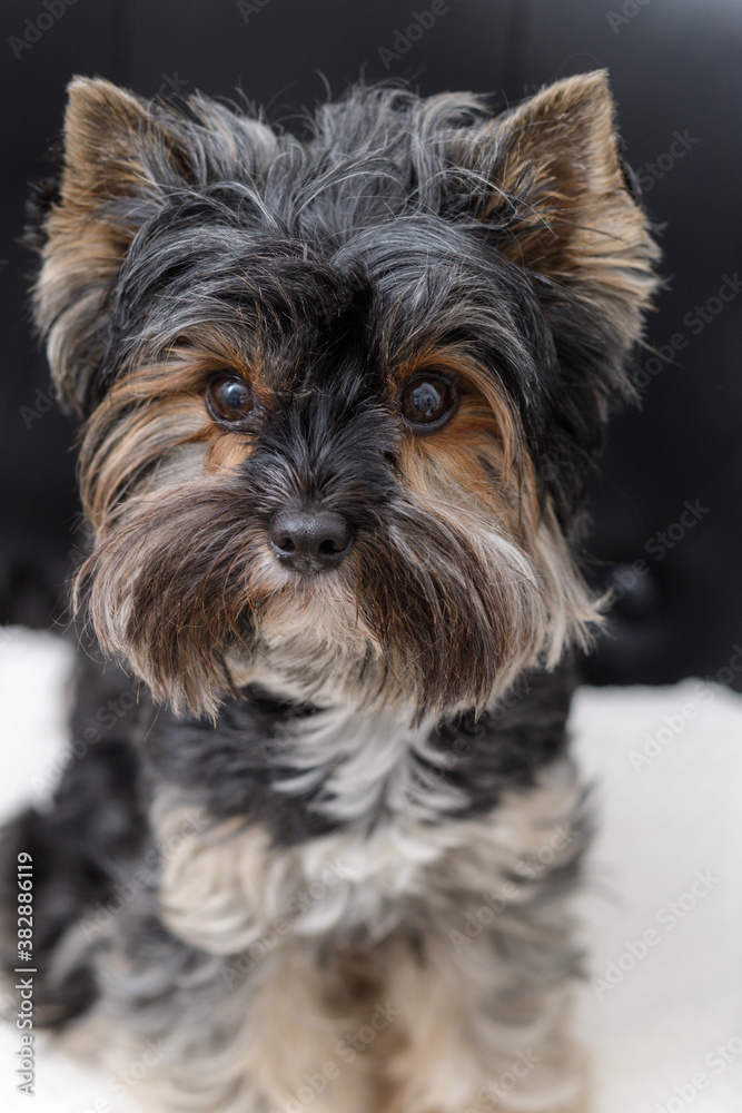 Portrait of cute female small yorkshire  terrier sitting and looking at camera