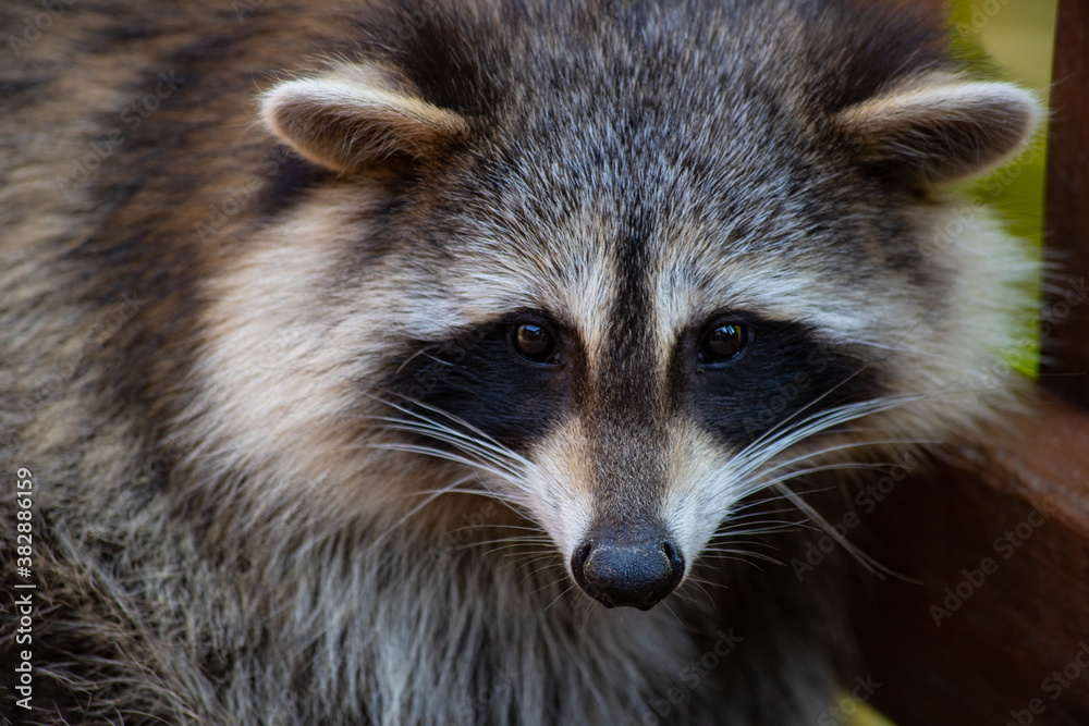 Close up of a raccoon