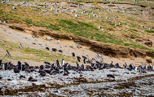 Magellanic Penguin Colony at Magdalena Island, Chile