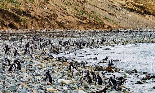 Magellanic Penguin Colony at Magdalena Island, Chile