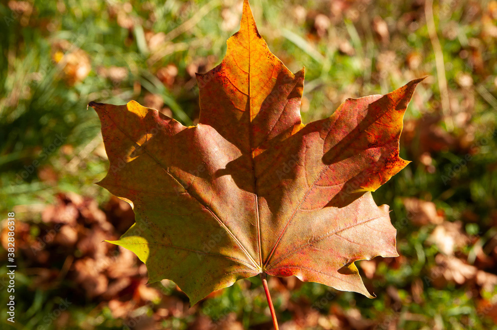Yellow maple leaf on a Sunny day, close-up Yellow maple leaf on a Sunny day, close-up