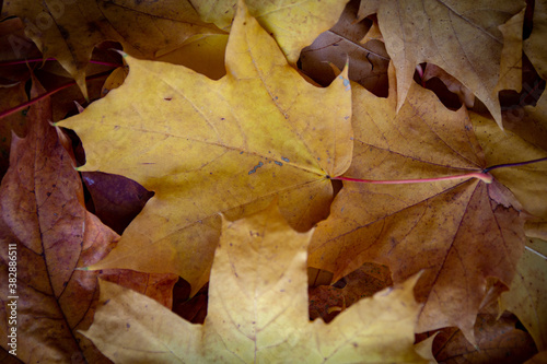 background of a mix of fallen autumn leaves of different colors