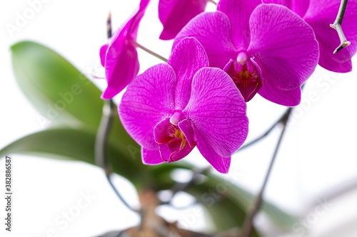 A close up portrait of a purple orchid flower in front of a white background. There are multiple flowers on the plant.