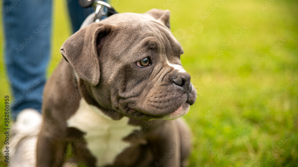 Portrait of an adorable gray and white puppy, kind bulldog, in a park Portrait of an adorable gray and white puppy, kind bulldog, in a park