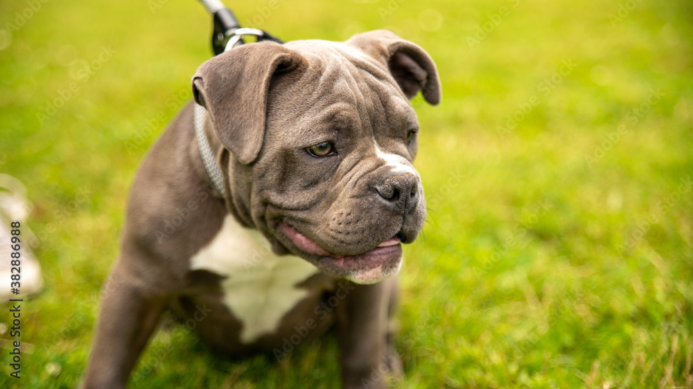 Portrait of an adorable gray and white puppy, kind bulldog, in a park Portrait of an adorable gray and white puppy, kind bulldog, in a park