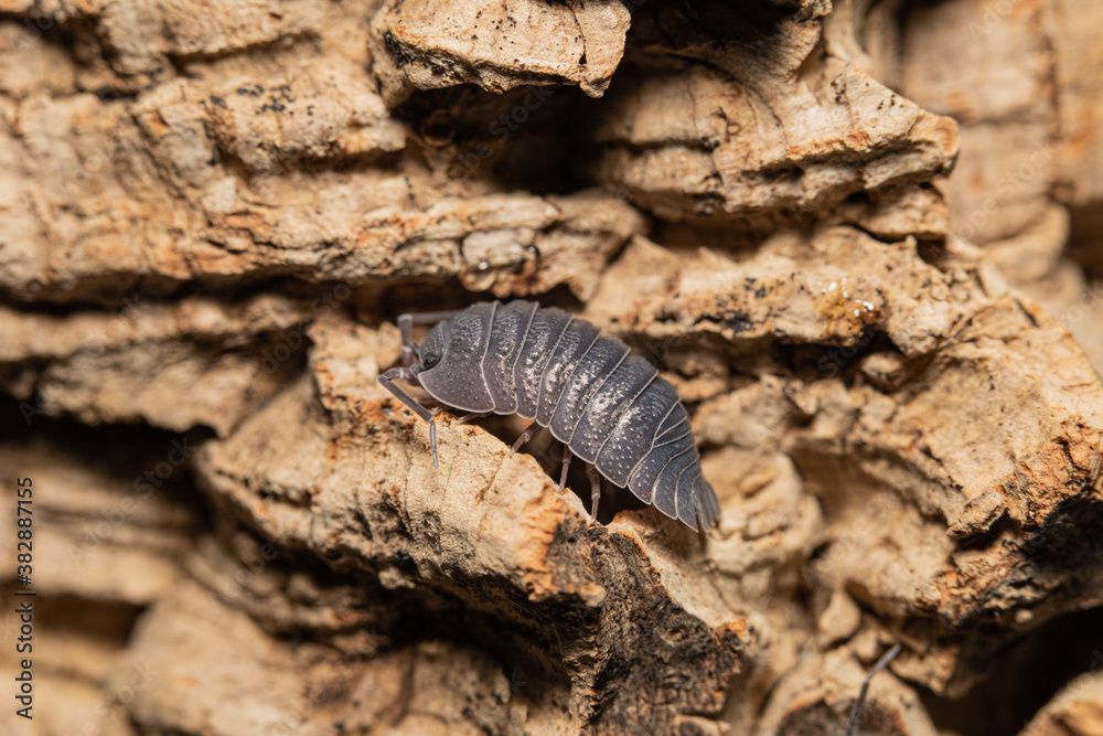 Armadillidium pallasii (frontirostre) woodlouse on a bark Armadillidium pallasii (frontirostre) woodlouse on a bark
