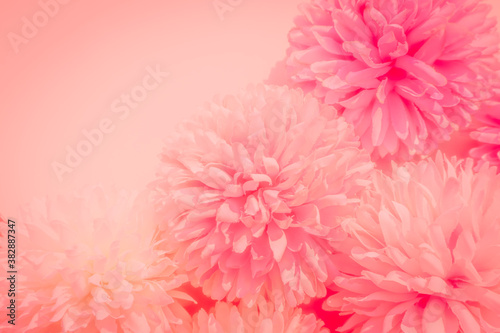 Beautiful abstract color pink flowers on white background, white flower frame, pink leaves texture, pink background