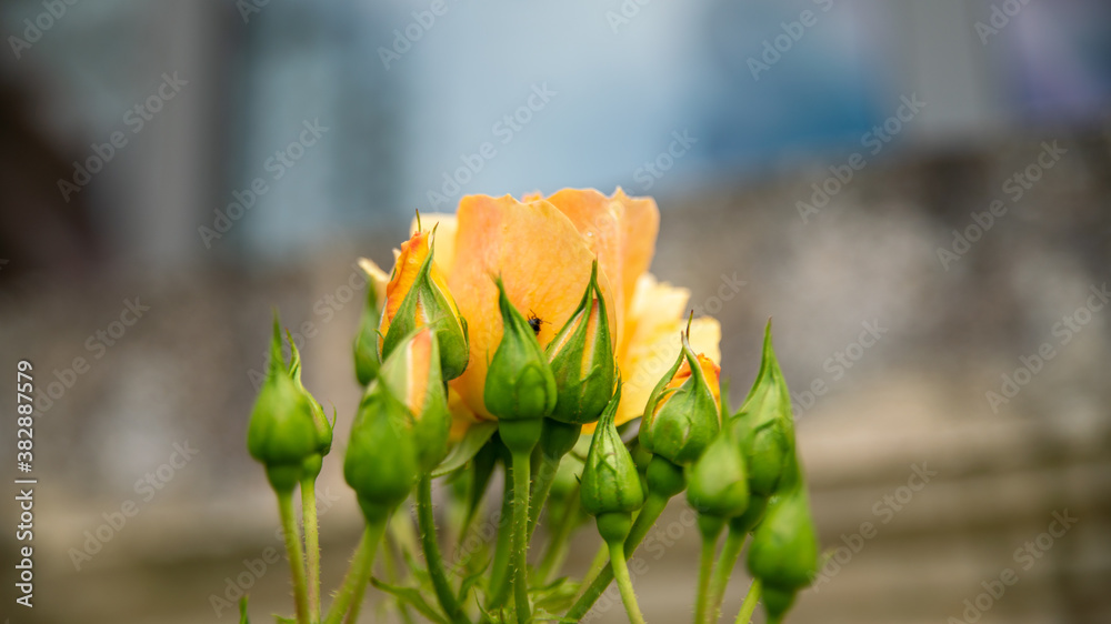Fototapeta premium Close-up on a yellow rose bush