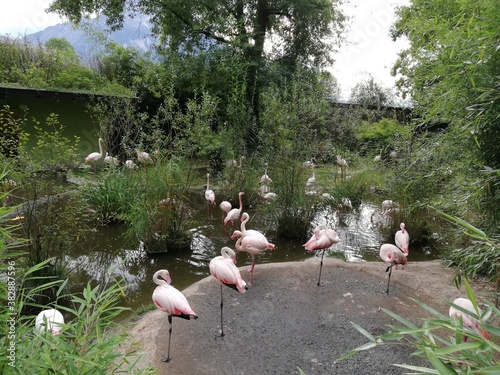 Flamingo  im Salzburger Zoo Hellburnn