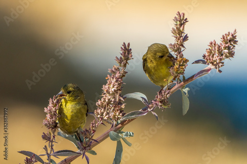 Photography Birds eating from a tree