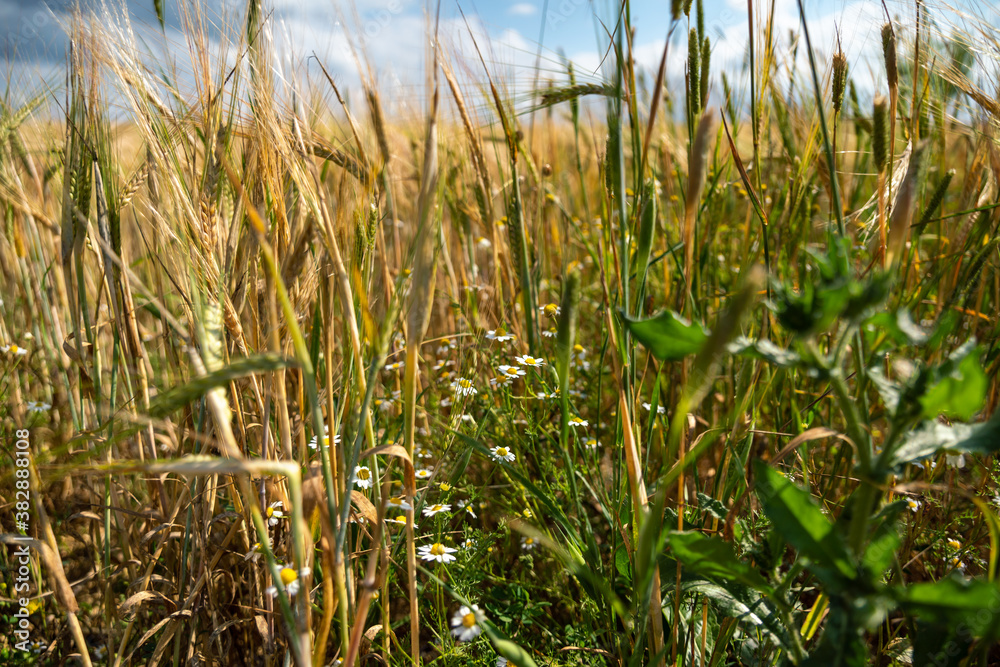 Obraz premium View down to the ground, over the wheat fields and its wild grasses, on a beautiful spring day
