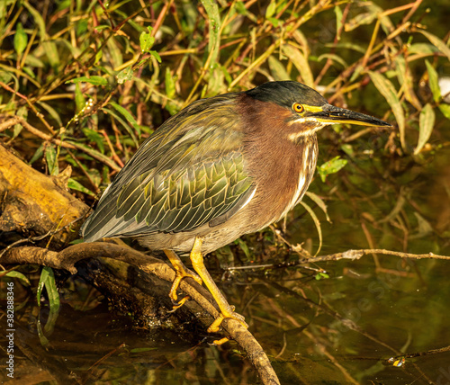 Green Heron Perched on a Branch