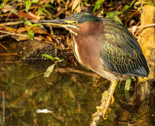 A Green Heron Perched on a Log in a Shallow Marsh