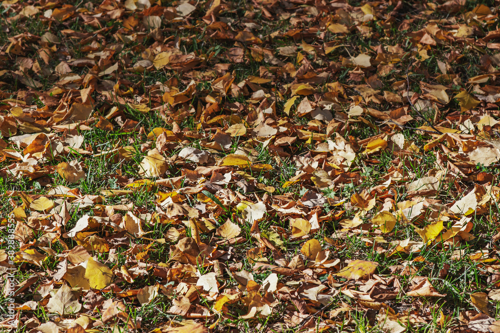 A strip of shade on a sunny ground with autumn leaves and green grass. Natural background.