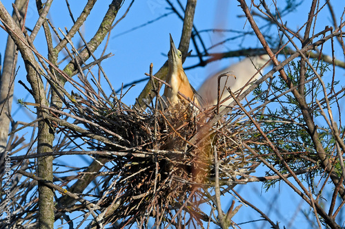 nesting Squacco heron / Rallenreiher (Ardeola ralloides) auf dem Nest