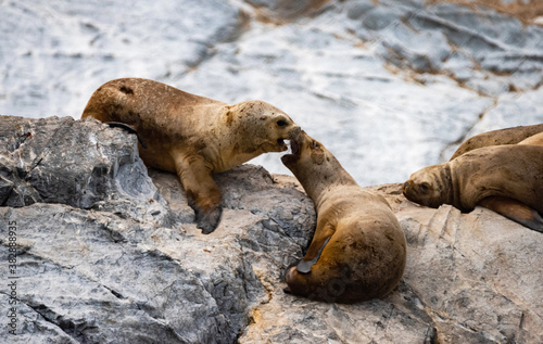 Seals on the Beagle Channel