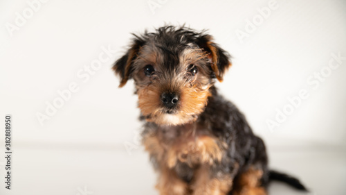  Cute baby yorkshire terrier puppy and soft toy, on white background