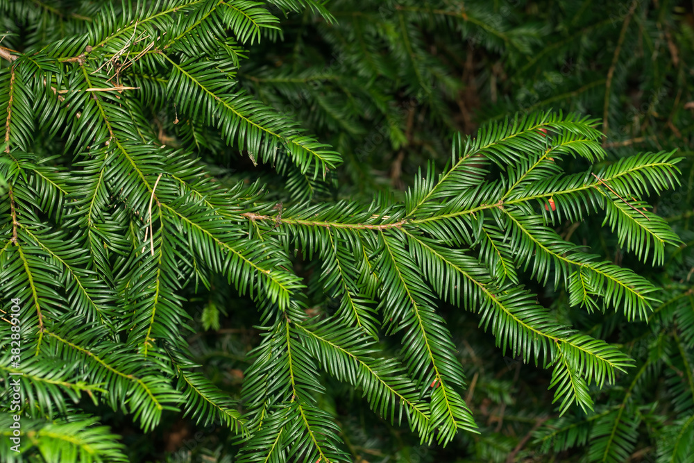 A green branch of a common yew