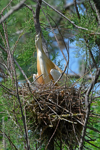 nesting Squacco heron / Rallenreiher (Ardeola ralloides) auf dem Nest
