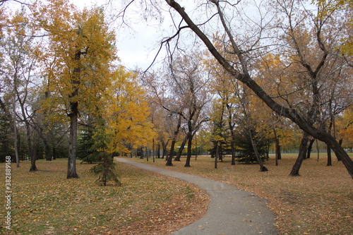 autumn trees in the park