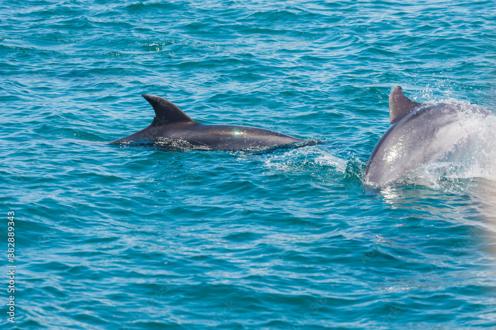 Obraz premium Pair of dolphins in Bay of Islands, New Zealand