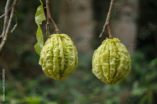 Принти на полотні Fruits of the plant Carpotroche brasiliensis (known as Sapucainha in Brazil)