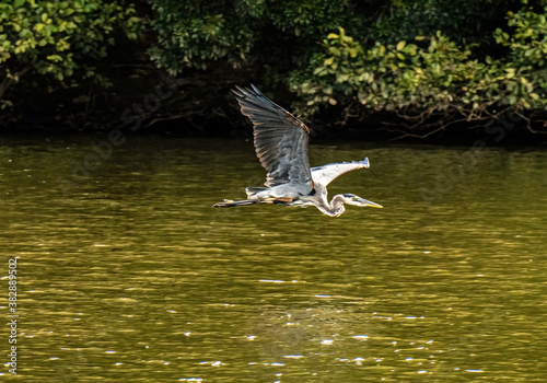 A Great Blue Heron Flies Low Over a Lake