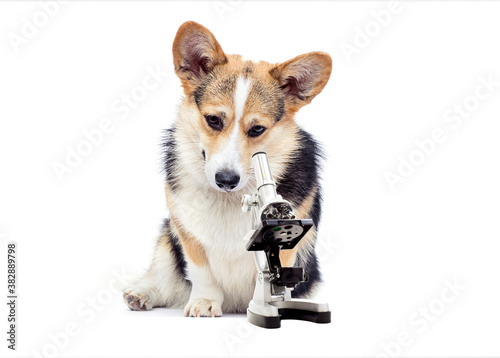 dog laboratory and microscope © Happy monkey